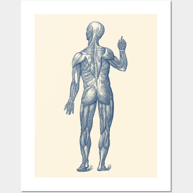 Human Muscle System - Rear View - Vintage Anatomy Wall Art by Vintage Anatomy Prints